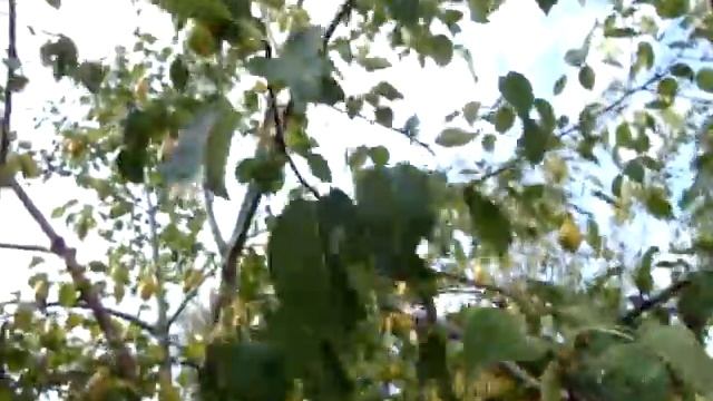 Груша "Лесная красавица" смотреть онлайн