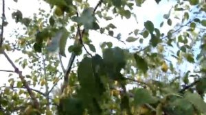 Груша "Лесная красавица"