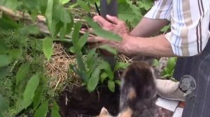 И ВНОВЬ ГЛИЦИНИЯ!  МОЙ МЕТОД ПОСАДКИ.