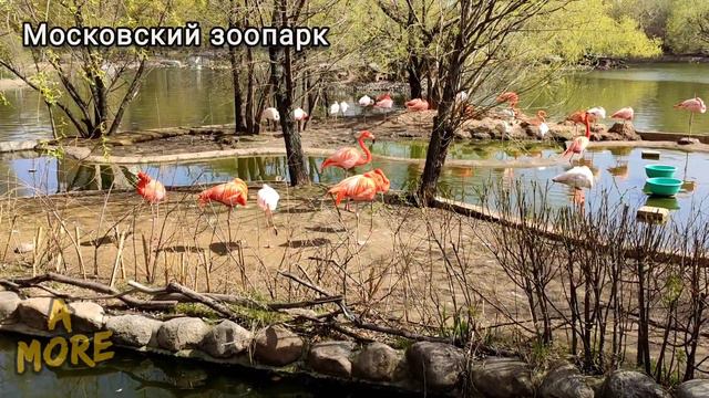 Розовый фламинго / Московский Зоопарк смотреть онлайн