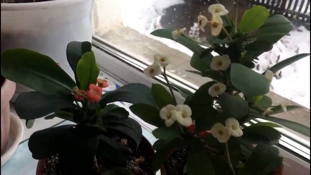 Молочай Миля (эуфорбия). Все тонкости ухода в зимний период.. смотреть онлайн