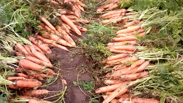 морковь финал смотреть онлайн