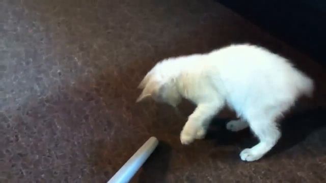 Kitten smacks vacuum смотреть онлайн