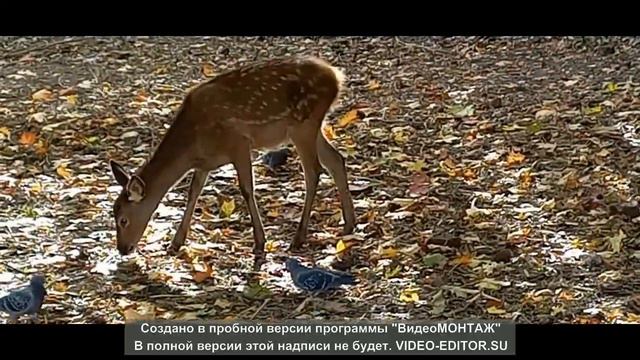 Контактный зоопарк, г. Дзержинский МО. смотреть онлайн