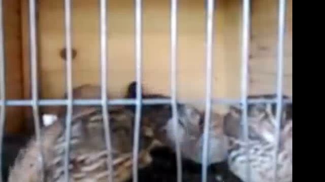 Перепёлки онлайн #1 смотреть онлайн