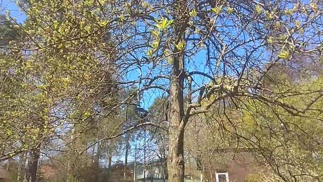 Какая польза от дерева. Окружающий мир смотреть онлайн