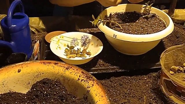 Посадка Денежного дерева (Толстянка) (Crassula) смотреть онлайн