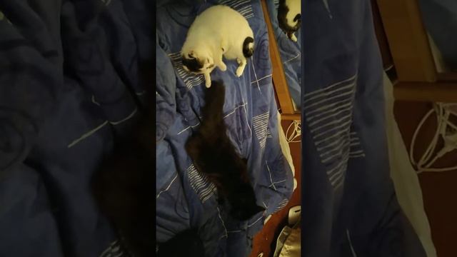 Когда в доме две кошки,а на дворе весна! смотреть онлайн