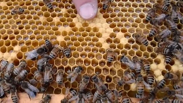 Bees: Capped Brood, Capped Honey and Nectar in Comb смотреть онлайн