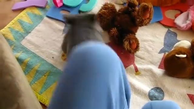 True Facts About Marsupials смотреть онлайн