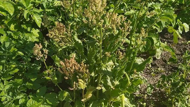 Ботаніка на канікулах. Агент Маргарита. смотреть онлайн