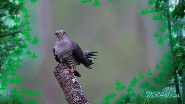 Кукушка смотреть онлайн