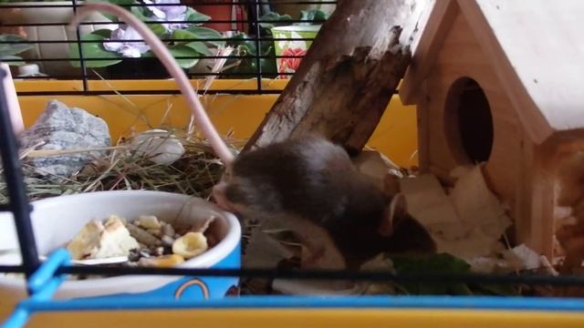 знакомтесь - декоративные мышки смотреть онлайн