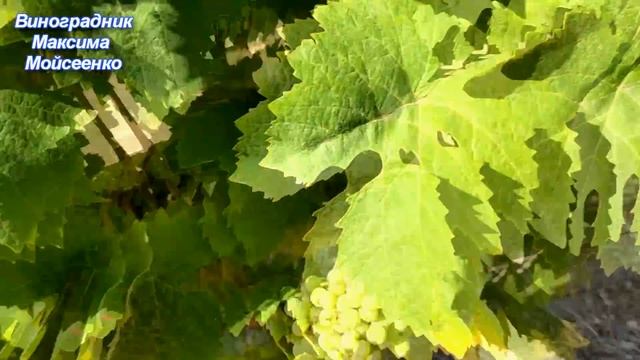 Технический виноградник в полевых условиях. Состояние и работы в начале августа... смотреть онлайн