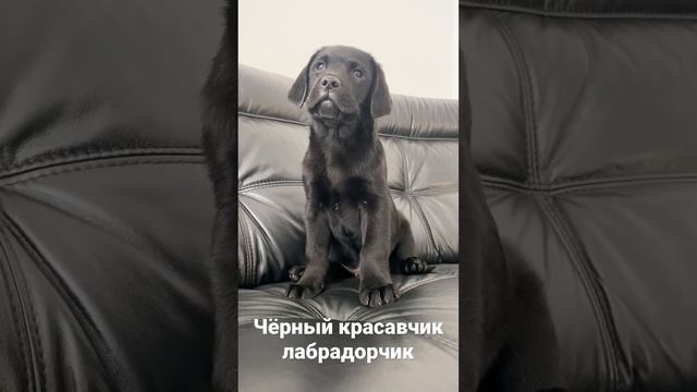 Щенки лабрадор ретривер смотреть онлайн