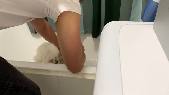 Груминг после прогулки в домашних условиях. смотреть онлайн