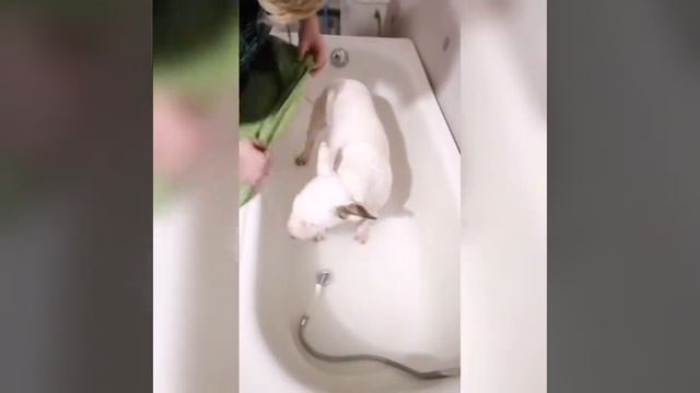 Бультерьер. Бультерьер стандартный. Груминг. Выставка собак. смотреть онлайн