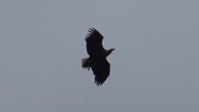 Полет орлана-белохвоста. White-tailed eagle flying смотреть онлайн