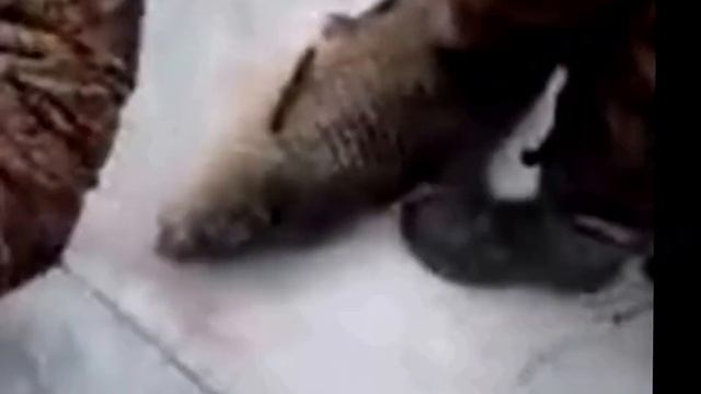 Выловили огромнейшую рыбину на зимней рыбалке! смотреть онлайн