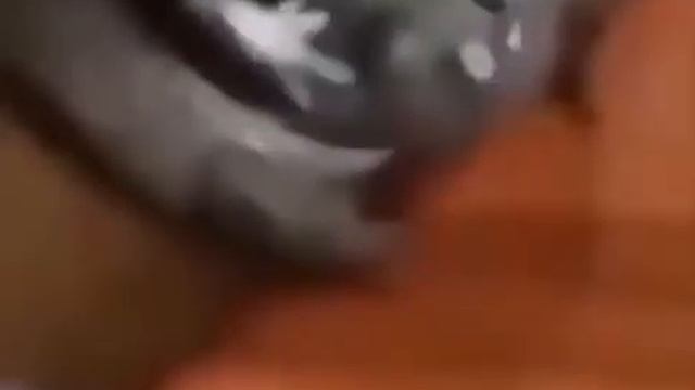 Жабы жабы мои жабы смотреть онлайн
