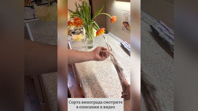 Черенки винограда почтой смотреть онлайн