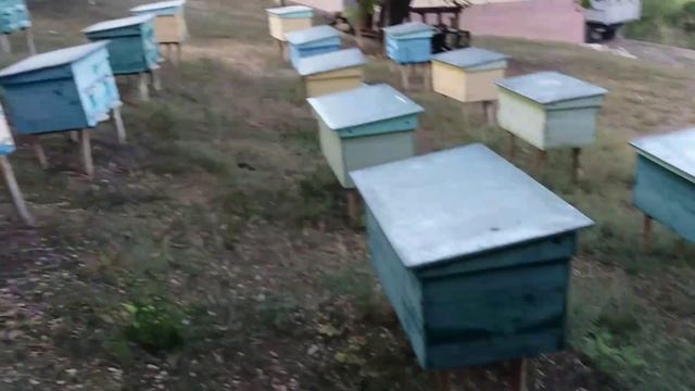 Обработка пчел против клеща Дым_пушкой ? смотреть онлайн