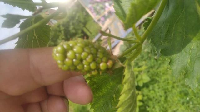 ежевика, привет ПЕРЕСОРТ смотреть онлайн