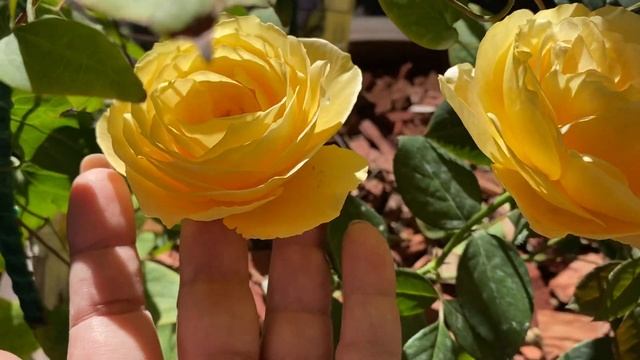 Роза Кэндллайт (Candlelight) первогодка в кашпо?✨? смотреть онлайн