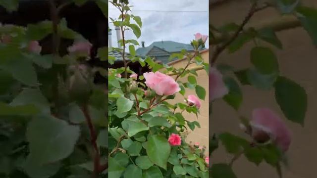 Красивейшая роза Мария Терезия смотреть онлайн