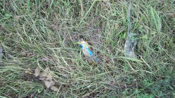 "Йавроупейцы"