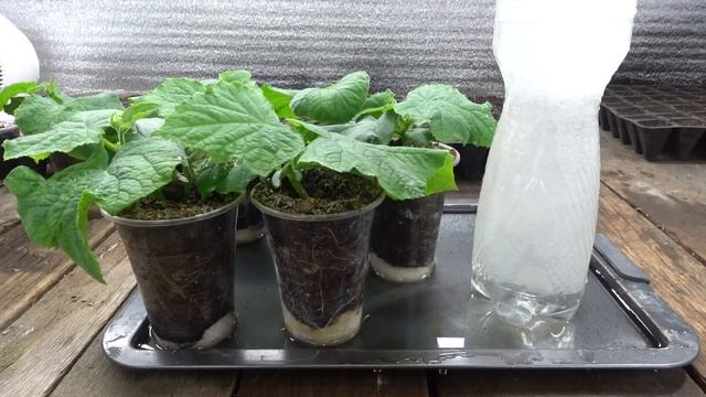 ТАК РАССАДА РАСТЕТ БЫСТРЕЕ! смотреть онлайн