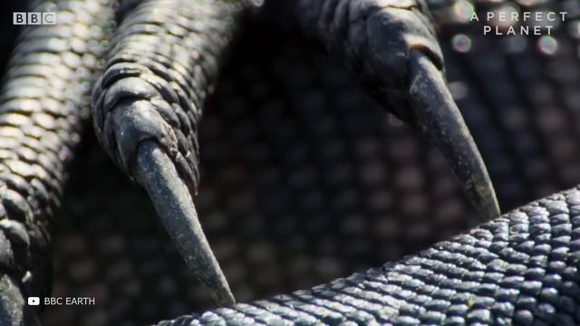 Они Засняли Самого Большого Крокодила в Мире смотреть онлайн