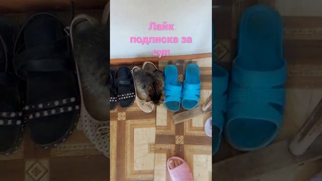 суп с котом #суп #котёнок