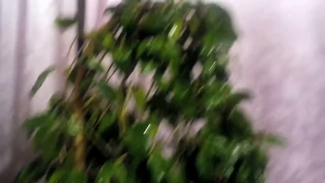 Хойя Carnosa. Моя история смотреть онлайн