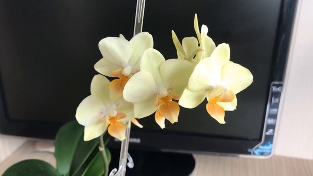Пышное цветение Мультифлоры?Phal.Association, phal. Shakira и Биг Липа? смотреть онлайн