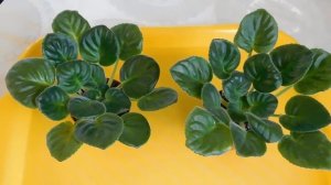 Почему у фиалки вытянутые листья? Как это исправить?