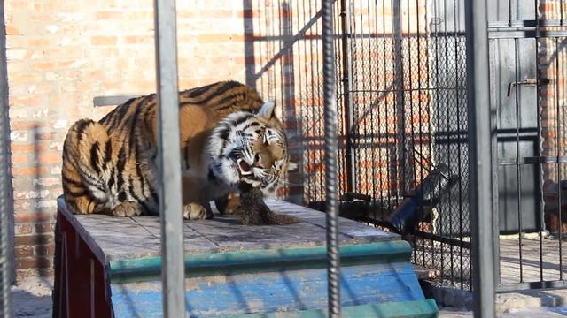 Тигры. Зоопарк в Котельве. Комплекс "Сапфир". Tigers in the zoo смотреть онлайн