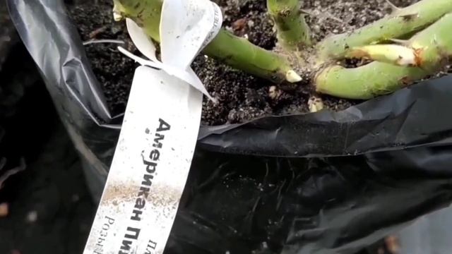 Заглублять или нет, корневую шейку у розы?Посадка роз по новому ,на горочке смотреть онлайн