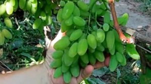 @Виноград Тимур, белый виноград