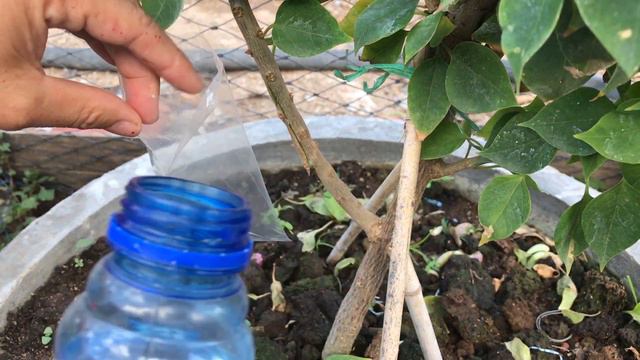 Phương pháp chiết hoa giấy mỹ bằng nước│Bougainvillea brasiliensis Rauesch смотреть онлайн