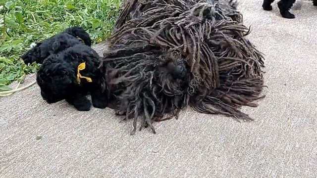 Щенки породы пули смотреть онлайн