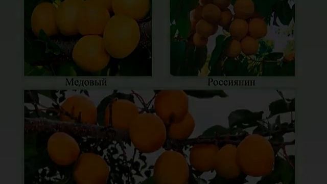 Сорт абрикоса смотреть онлайн