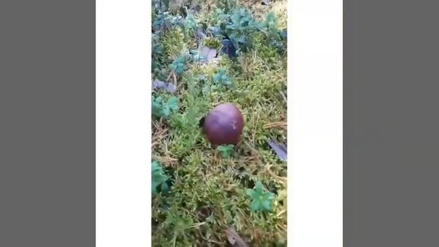 Последние грибы 2019#грибы #тихаяохота смотреть онлайн