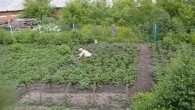 Как быстро посадить и прополоть картошку смотреть онлайн