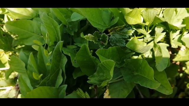 Все проще некуда! Дача! смотреть онлайн