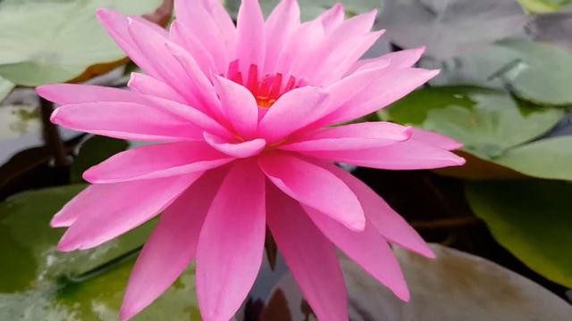 Нимфея Bleeding Heart (nymphaea Bleeding Heart), второй день цветения смотреть онлайн