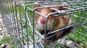 Карбыш. Попалась самочка.