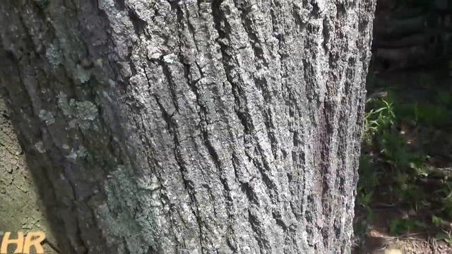 ⟹ THE GRAND OLD OAK TREE | Why i use this tree to plant out my garden смотреть онлайн