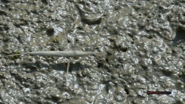 ⛔РАНАТРА ПАЛОЧКОВИДНАЯ ИЗ СЕМЕЙСТВА ВОДЯНЫХ СКОРПИОНОВ⛔КРЫМ. Ranatra⛔Insect of Crimea смотреть онлайн