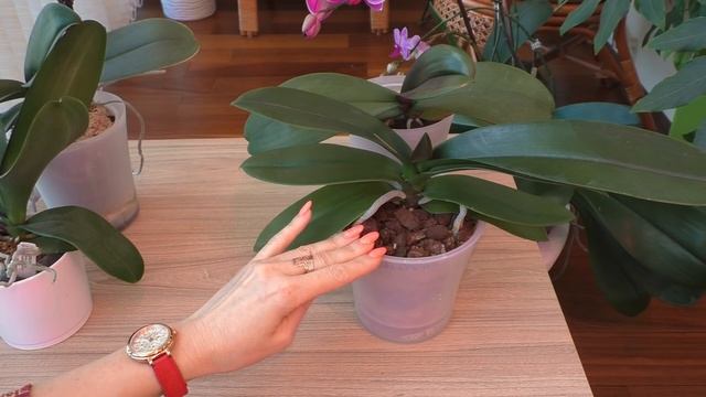 НАРАСТИТЬ КОРНИ ОРХИДЕЕ. СОХРАНИТЬ КОРНИ ПРИ ПЕРЕСАДКЕ и СТРЕСС ВО БЛАГО. ЭТИ МЕТОДЫ РАБОТАЮТ! смотреть онлайн